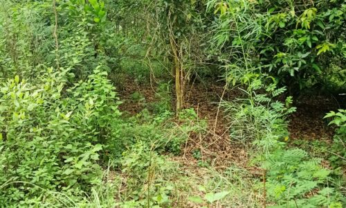 Bán đất 2,6 ha Gần hồ Đồng Quan, mặt đường nhựa,  giá 8tỷ.