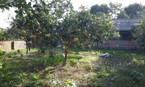 Bán đất Liên Thôn – Minh Trí – Sóc Sơn, 2 sào ruộng chưa chuyển đổi, giá 2,x tr/m2