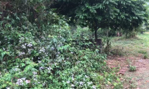 🔥Chính chủ bán 1100m2 tại Bắc Sơn, giá chỉ 2,x triệu/m2