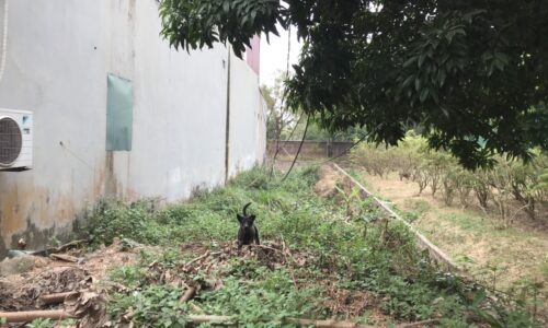 Chính chủ bán 160m2 tại đường 35, giá 8,x tr/m2