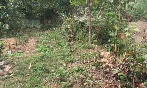 🔥Chính chủ bán 20200m2 đất tại Bắc Sơn giá 1x tỷ