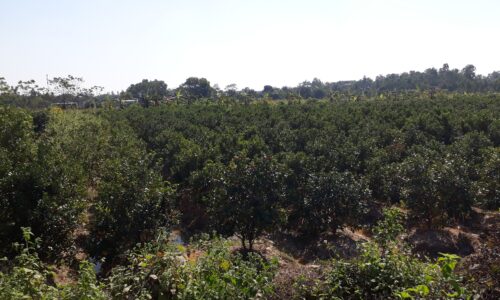 Bán đất ruộng Minh Trí – Sóc Sơn, 7 sào chưa chuyển đổi, 2xx tr/sào