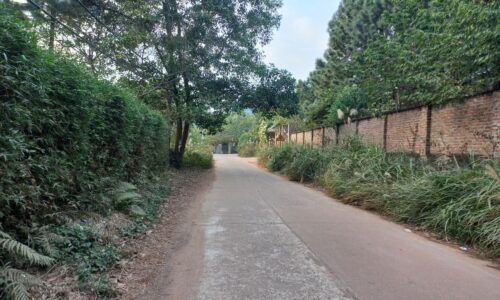 Chính chủ bán 6000m2 tại Lâm Trường, view đồi thông siêu đẹp giá chỉ 5,x triệu/m2