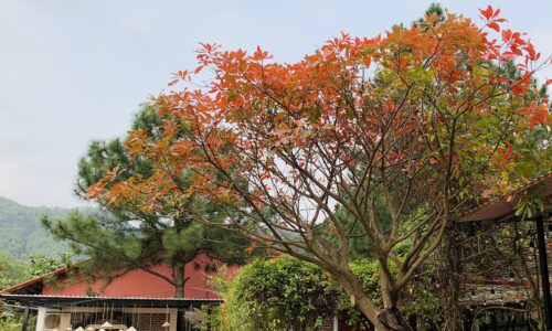 Chính chủ bán hơn 3400m2 đất đã xây sẵn homestay tại Lâm Trường