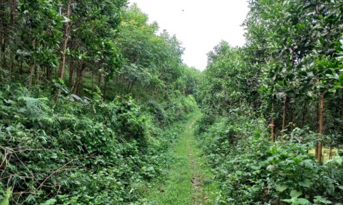 1,7ha RSX tại Xuân Thủy – Yên Lập – Phú Thọ giá chỉ 6xx triệu/m2 0988092745 