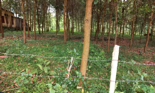 2000m2 tại Phúc Khánh – Yên Lập – Phú Thọ mt 40m giá chỉ 9xx triệu 0988092745